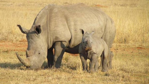 Nashorn mit Jungtier