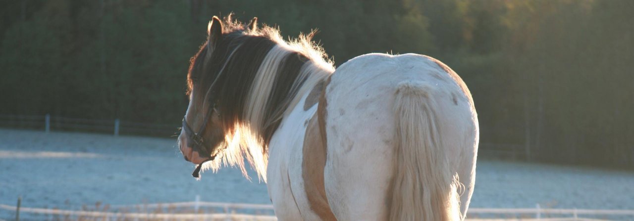 Bei Frost werden Schlammfelder zu gefährlichen Buckelpisten. Deshalb sollte man den Paddock abziehen, bevor die Temperatur unter null Grad fällt.