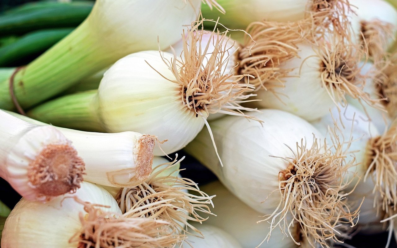 Lauch wird im Februar in tiefen Töpfchen vorangezogen und ab April ins Beet gepflanzt; alternativ kann im März und April Winterlauch für eine Juni-Pflanzung vorgezogen werden.