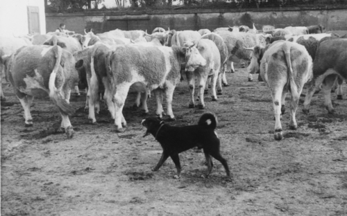 6) Kleine Sennenhunde, wie der Appenzeller (am Kringelschwanz zu erkennen) wurden zum Treiben von Vieh eingesetzt.