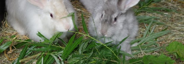 Kaninchen knabbern Kräuter