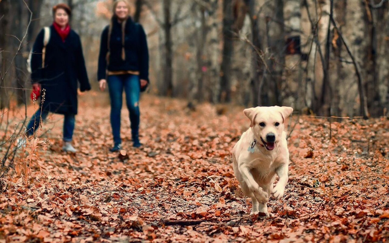 Hunde müssen abrufbar sein, sonst lauert Ärger.