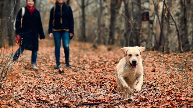 Hunde müssen abrufbar sein, sonst lauert Ärger.