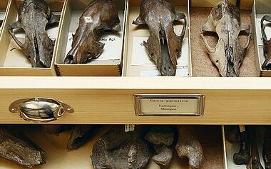 Im Naturhistorischen Museum Bern befindet sich die weltweit grösste wissenschaftliche Hundesammlung.