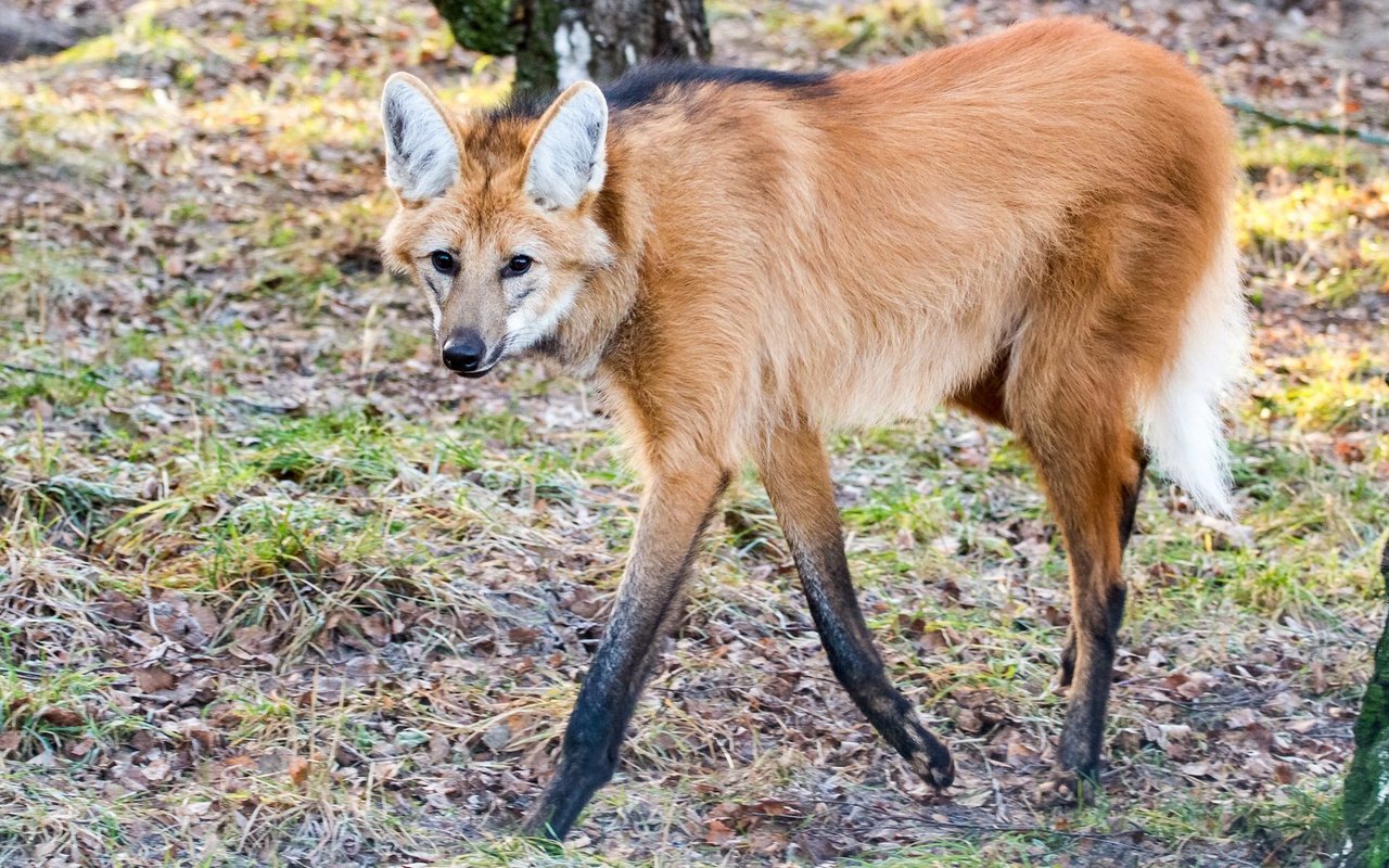 Der Mähnenwolf ist trotz seines Namens kein echter Vertreter der Wölfe.