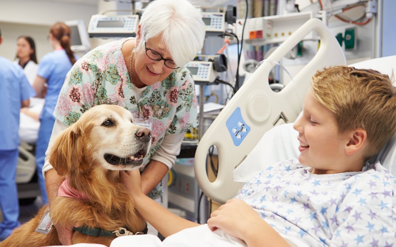 Hilfshunde lassen sich in zwei Kategorien einteilen: Assistenzhunde oder Sozialhunde. Hier ist ein Besuchshund, also ein Sozialhund im Krankenhaus unterwegs und sorgt für freudige Gesichter.