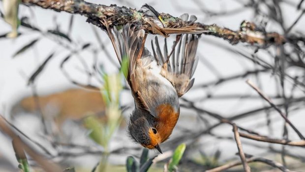 zypern-vogelwilderei-leim-fangmethode.jpg