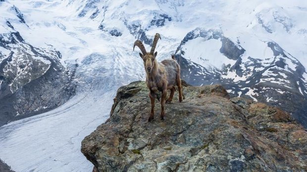 Steinbock vor Gletscher