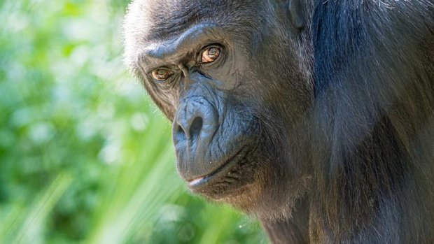 Gorilla Quarta im Zoo Basel