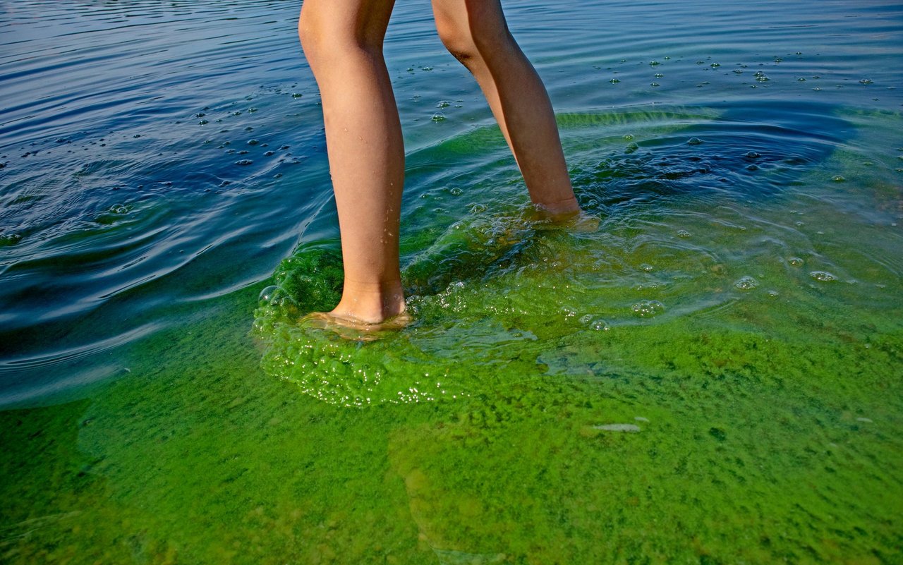 Bei Blaualgen im Wasser sollte man immer aufpassen. 
