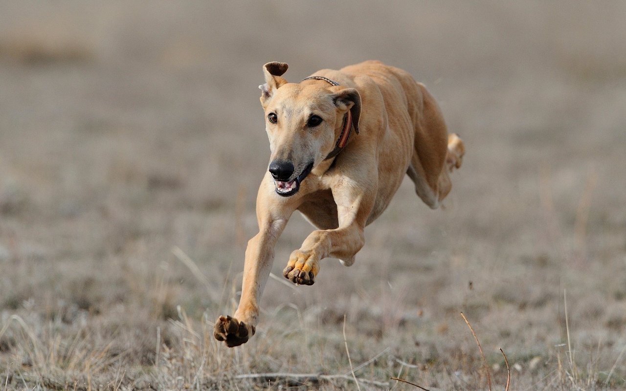 Die Rosenohren sollen die Windhunde schneller rennen lassen. 