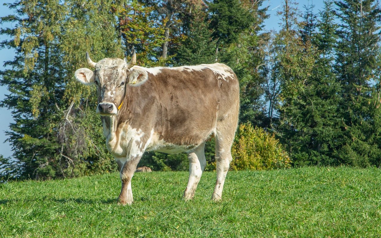 Blüem- Kuh Elisa von Ueli Achermann.