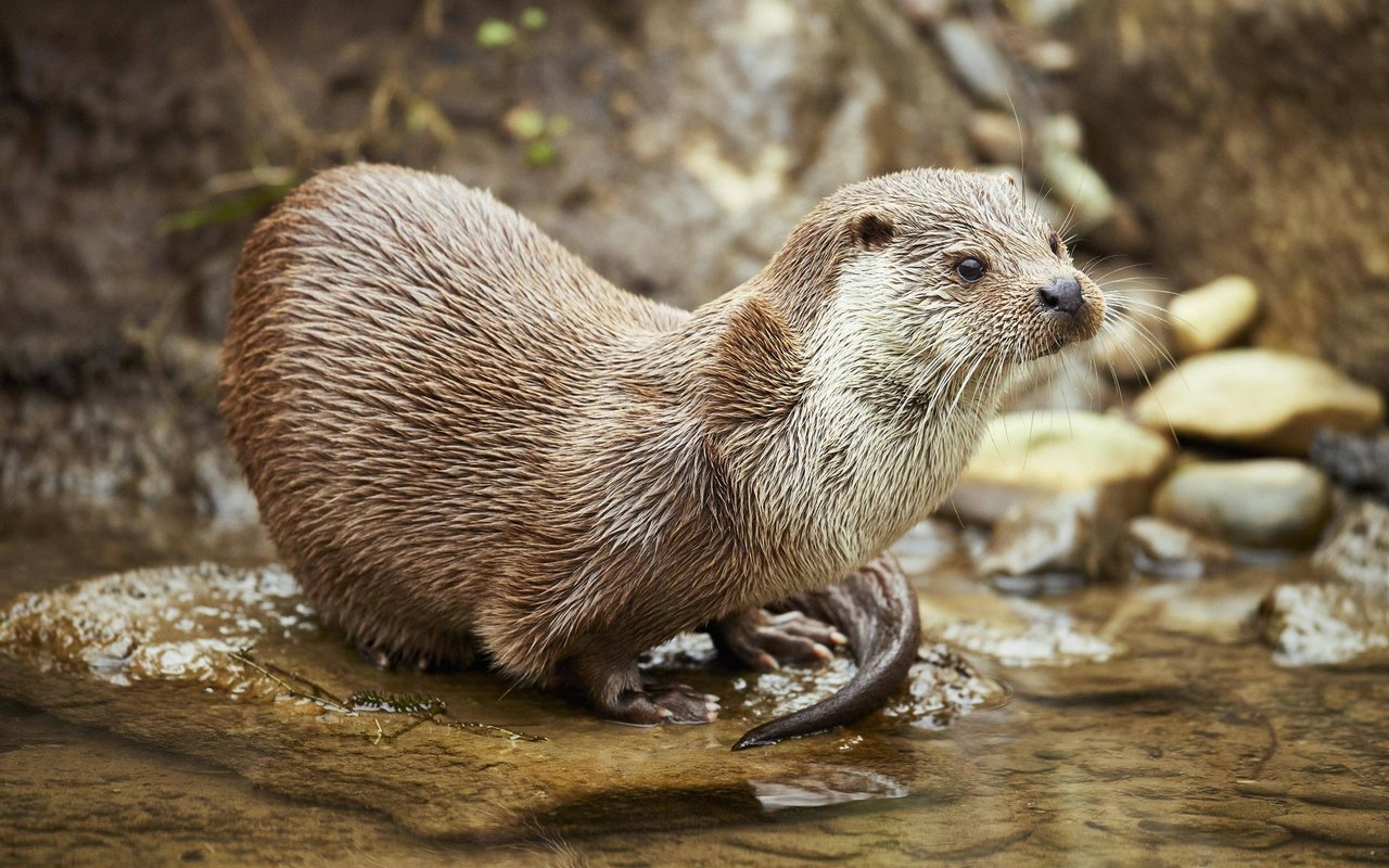 Kaum zu glauben: Fischotter leben heute wieder an fünf Gewässern in der Schweiz.