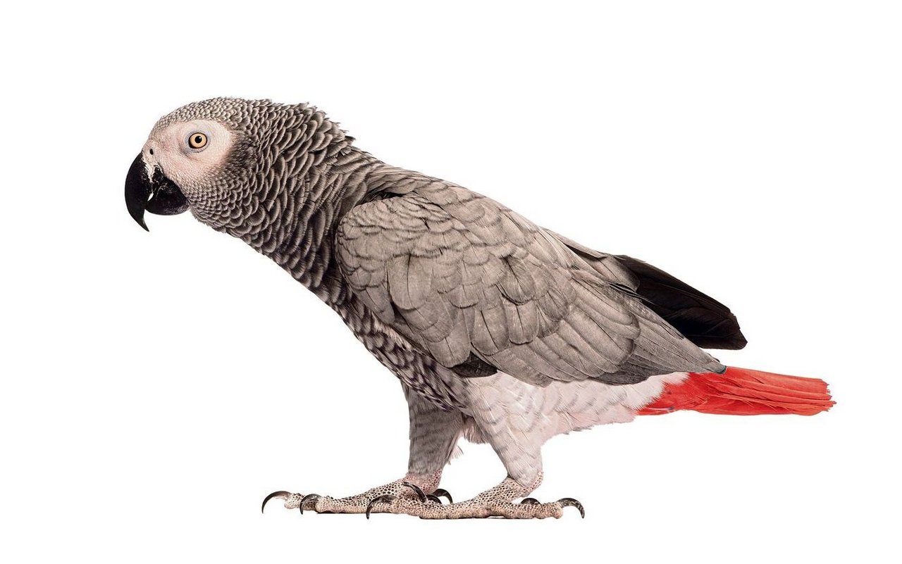 Graupapagei.