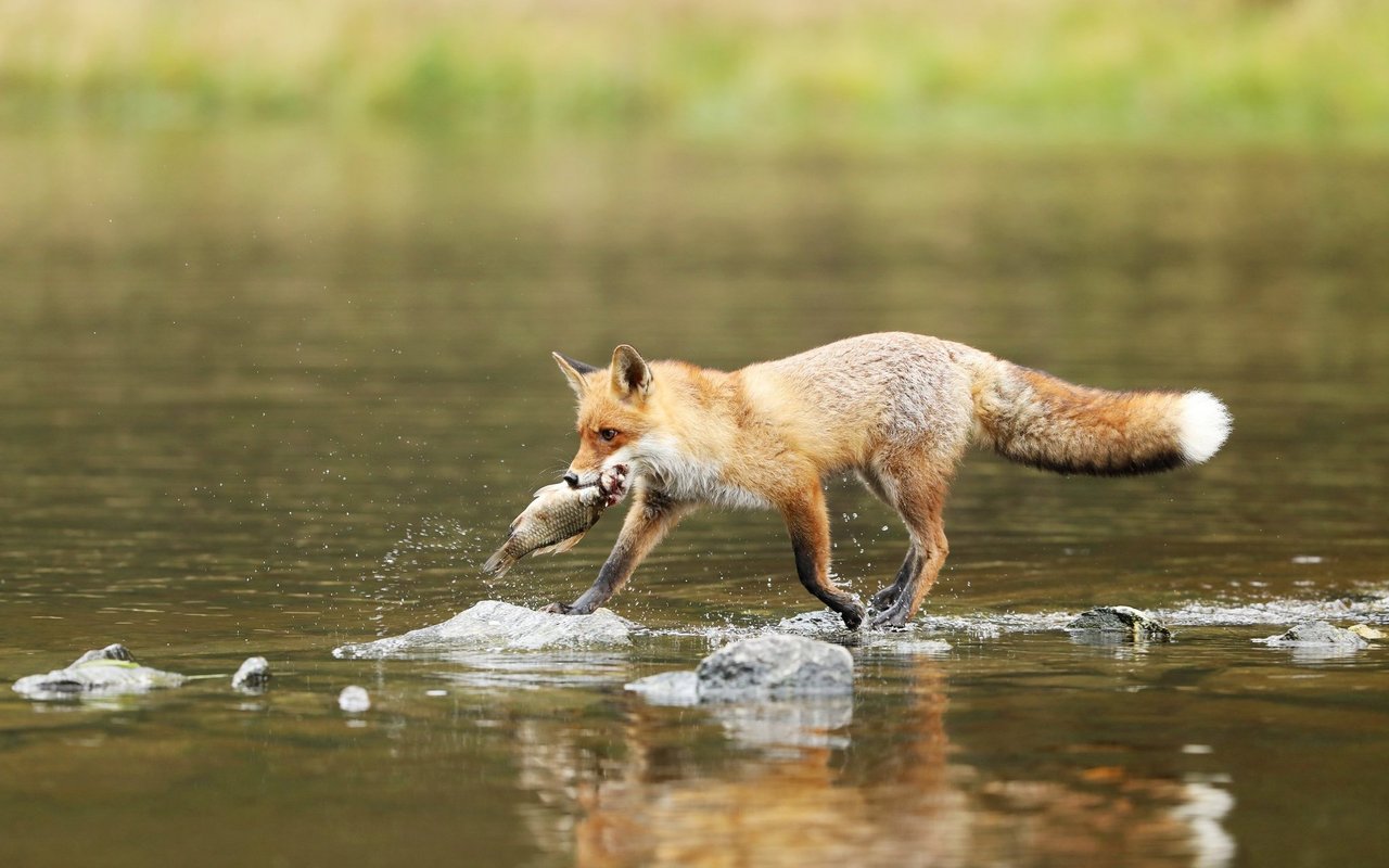 Füchse fressen einerseits schon tote Fische, jagen sie aber auch selber. 
