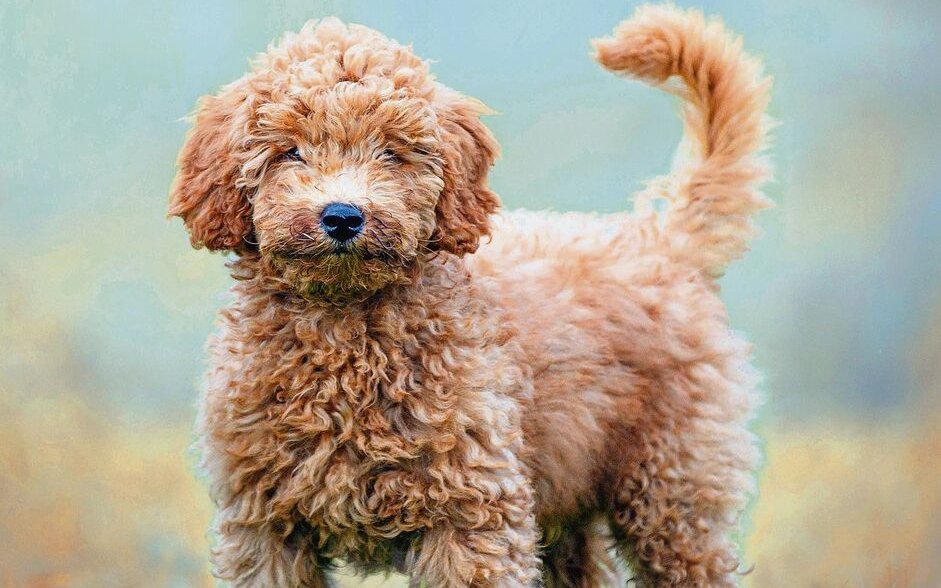 Kreuzungen wie der Labradoodle wurden für Allergiker gezüchtet. Aber auch diese Hunde produzieren Allergene, jedoch weniger als kurzhaarige Rassen.