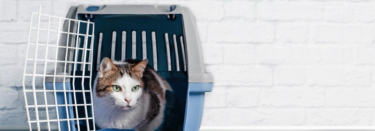Vorbereitung zu Hause: Die Katze sollte die Transportbox mit positiven Erlebnissen verknüpfen.