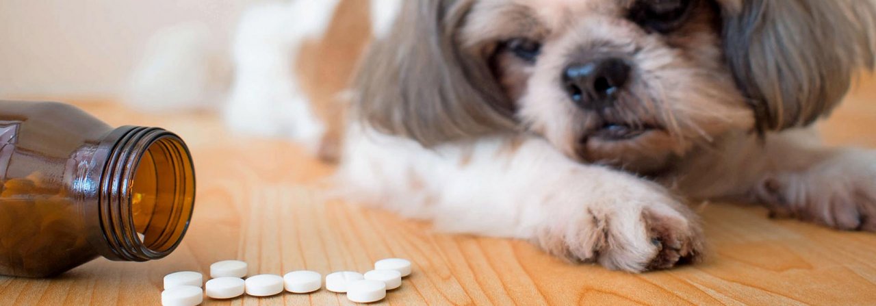 Ob und wann Psychopharmaka dem Hund helfen, ist sehr individuell.