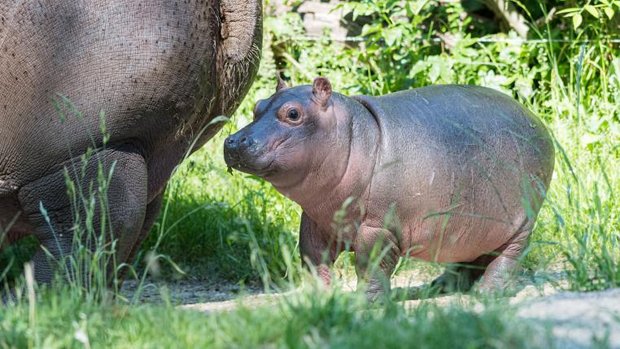 Flusspferdbaby im Zoo Basel