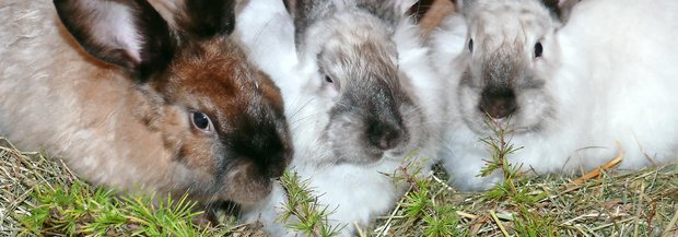 Drei Kaninchen am Kauen