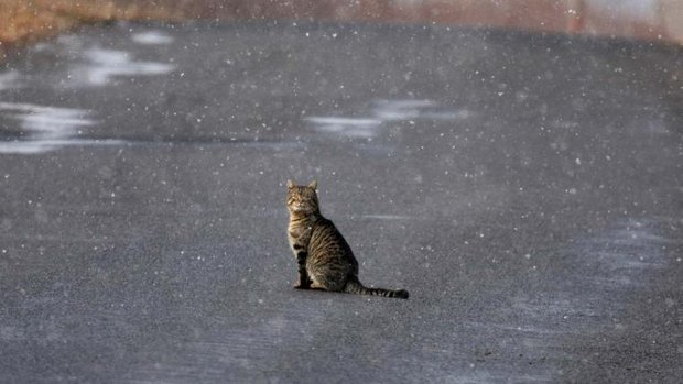 Katze auf Strasse