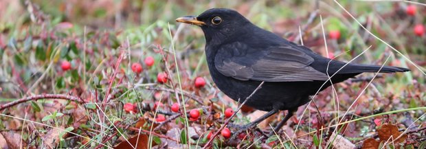 Amsel auf Hecke