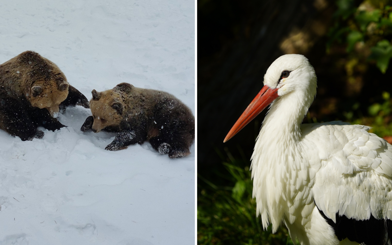 Während sich Meimo und Amelia kurz draussen zeigen, verweilen gewisse Weissstörche auch im Winter in der Schweiz. 