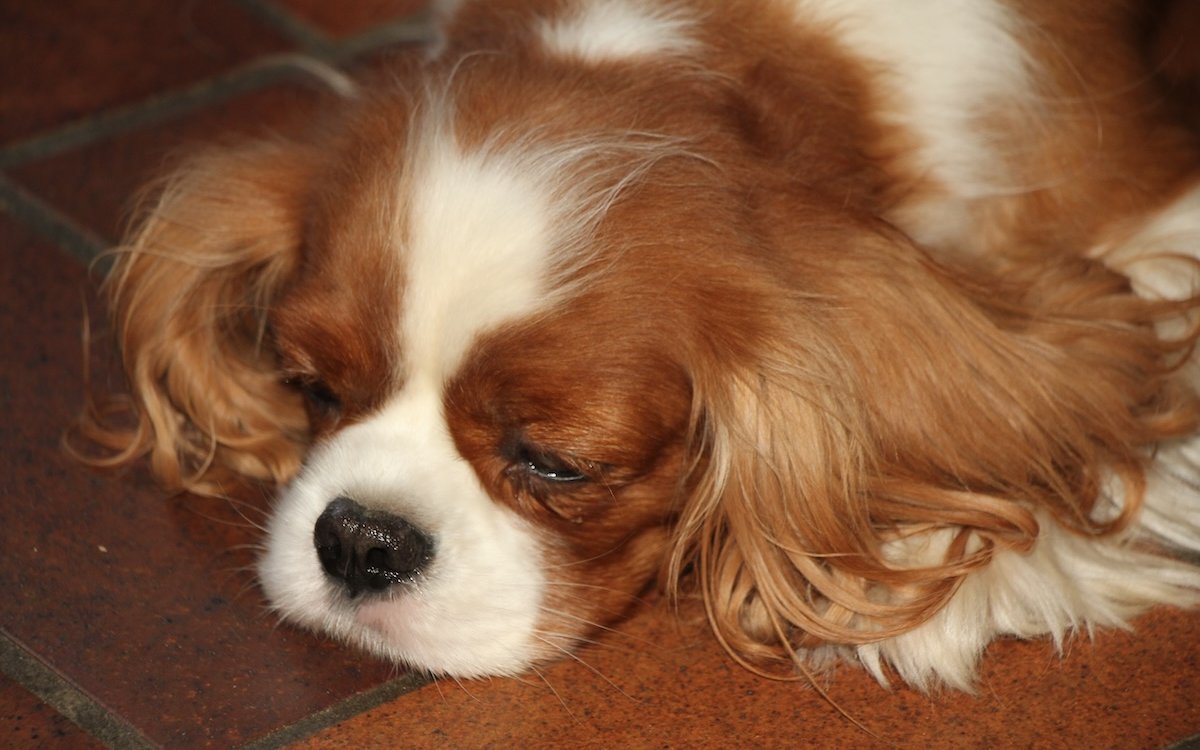 Cavalier King Charles Spaniel 