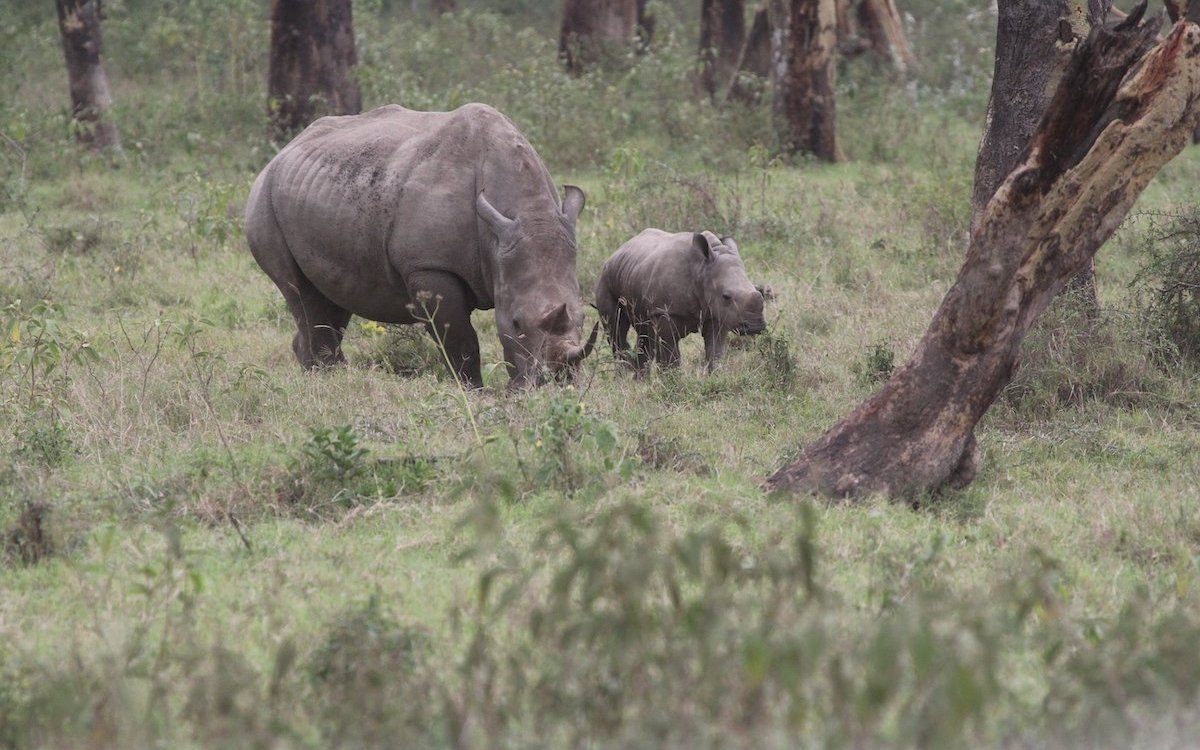 Breitmaulnashorn mit Jungem in Kenia. 