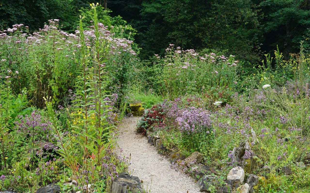 Die Natur lässt danken: Ein Schmetterlingsgarten mit grossem Buffet. 