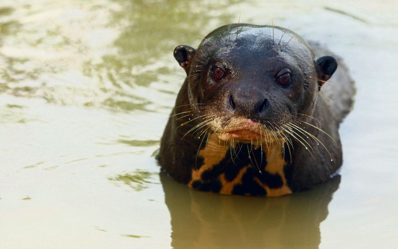 Auch Riesenotter aus Zuchtprogrammen und Zoos werden in weitläufigen und für sie eingerichteten Gehegen auf ihre baldige Freilassung vorbereitet