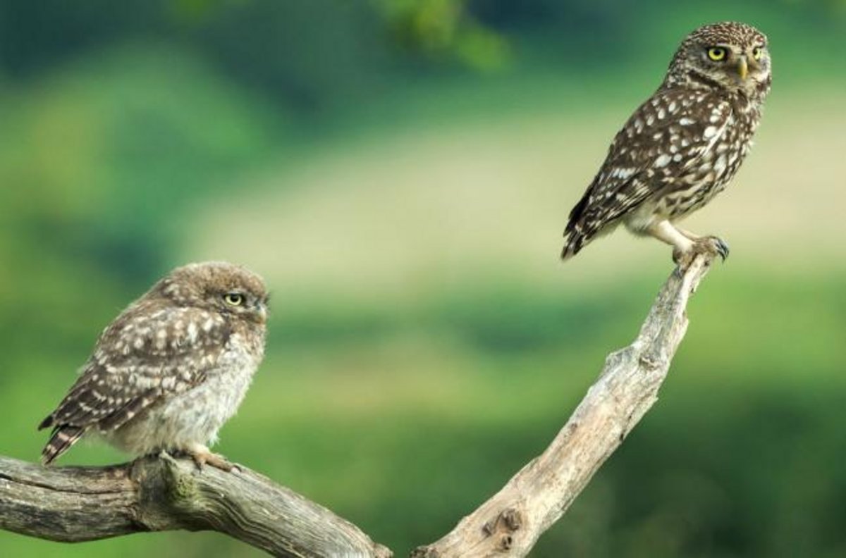 der-steinkauz-ist-im-aufwind-tierwelt-ch-tierwelt