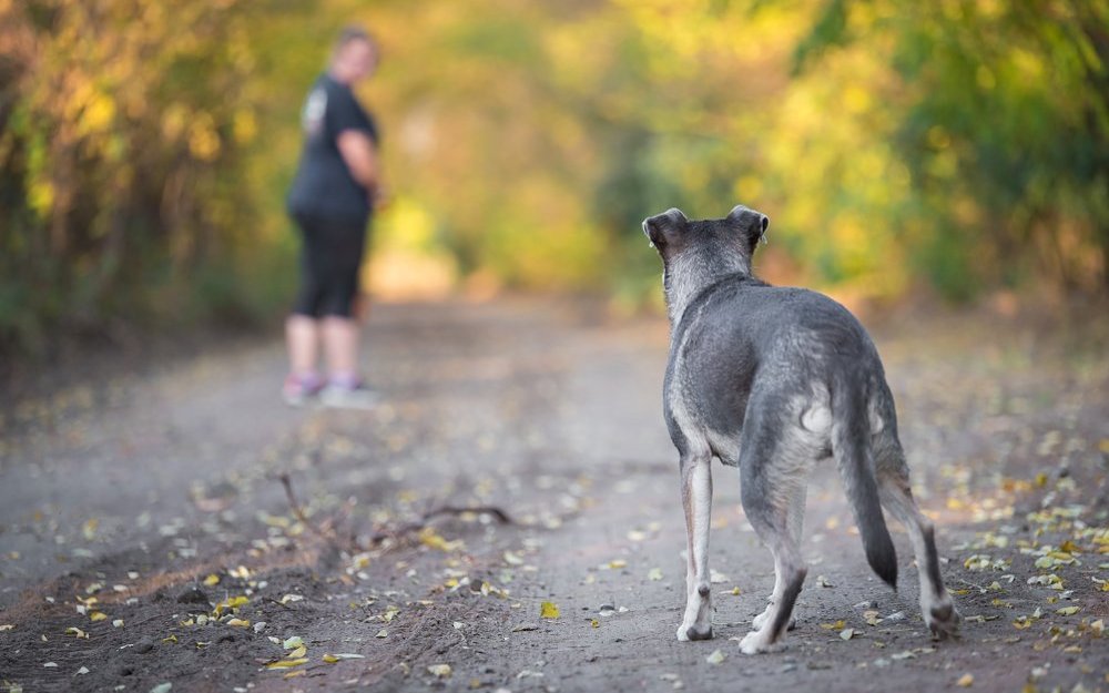 Ein Hund muss auch in schwierigen Situationen auf den Rückruf reagieren und zur Besitzerin zurückkommen. 