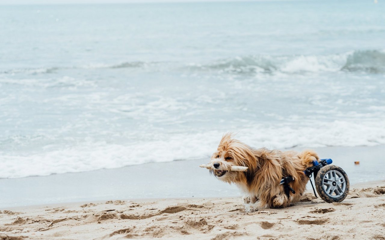 Die Paragames4dogs vermitteln der Öffentlichkeit, dass auch Hunde mit Handicap ein erfülltes Leben haben.