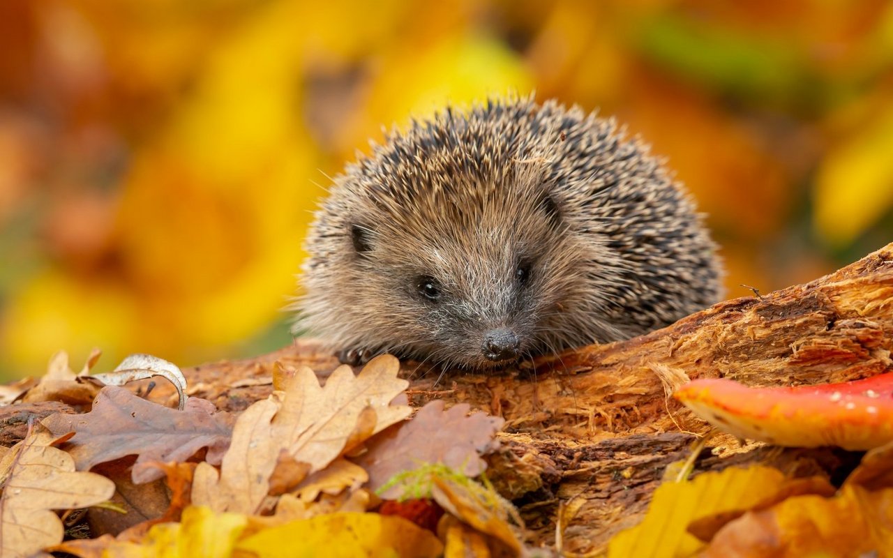 Die meisten Igel kommen gut durch die kühlere Jahreszeiten.