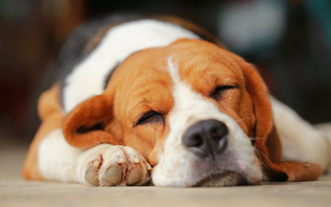 Hunde und Katzen bewegen sich manchmal im Schlaf. Oft interpretieren wir dies als Traumverhalten.