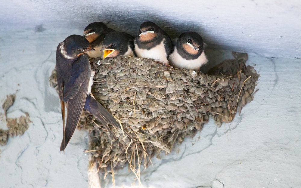 Rauchschwalben kleben ihre Nester aus Lehm an Stallwände. 