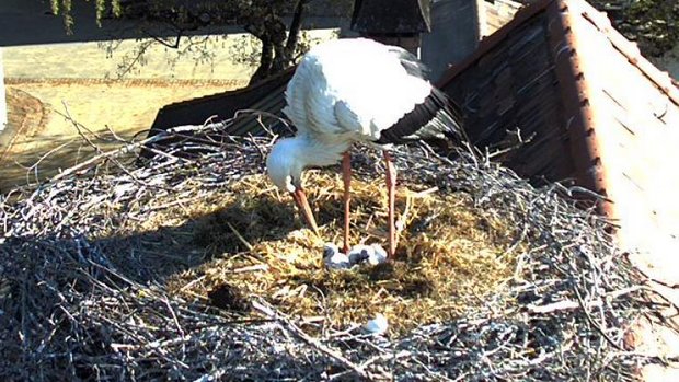 Storch mit Küken