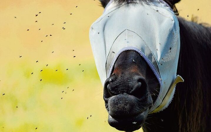 Solche speziellen Fliegenmasken schützen Augen und Ohren der Pferde vor nervigen Insekten. Vorausgesetzt, die Tiere lassen sich diese auch anziehen.