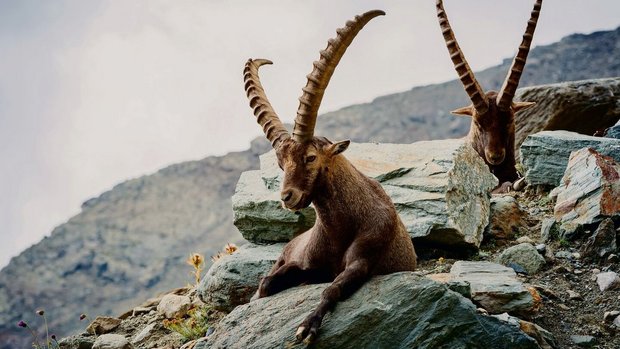 Im Jagdrevier von Gran Paradiso im Aostatal wurden «reinblütige» Steinböcke wie Augäpfel gehütet, um dem italienischen König sein ganz exklusives Jagdvergnügen zu ermöglichen.  
