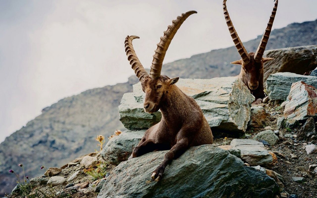 Im Jagdrevier von Gran Paradiso im Aostatal wurden «reinblütige» Steinböcke wie Augäpfel gehütet.