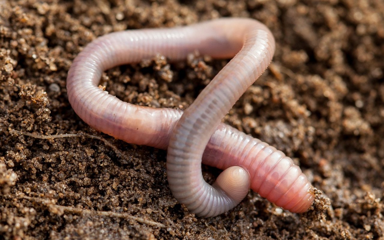 Regenwürmer sind wechselwarme Tiere, die ihre Körpertemperatur nicht selbstständig regulieren können.
