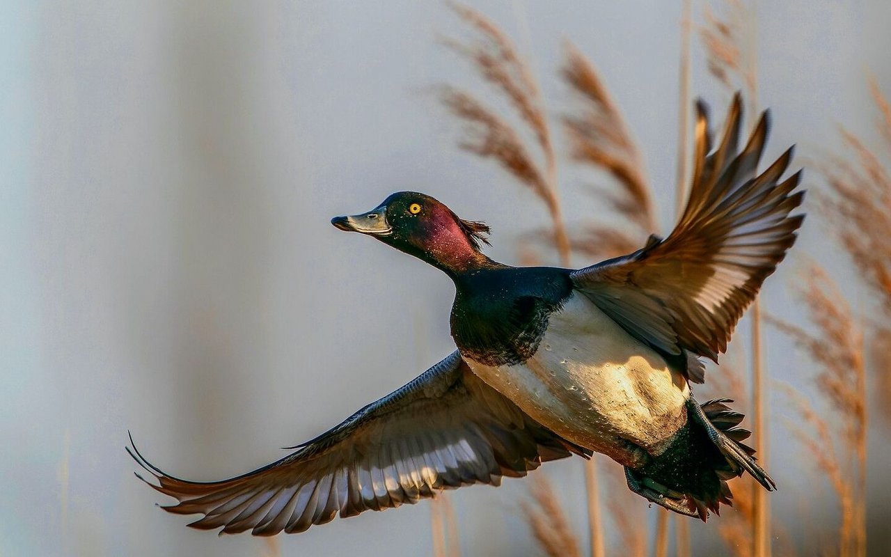 Abflug der Reiherente.