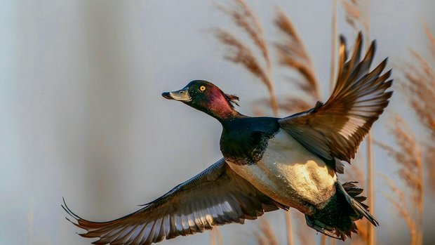 Abflug der Reiherente.