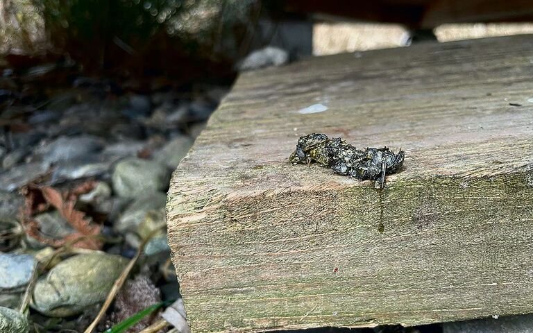 Hier hat ein Fischotter seine Hinterlassenschaft auf einer Holztreppe platziert. Zu erkennen sind Fischgräten.