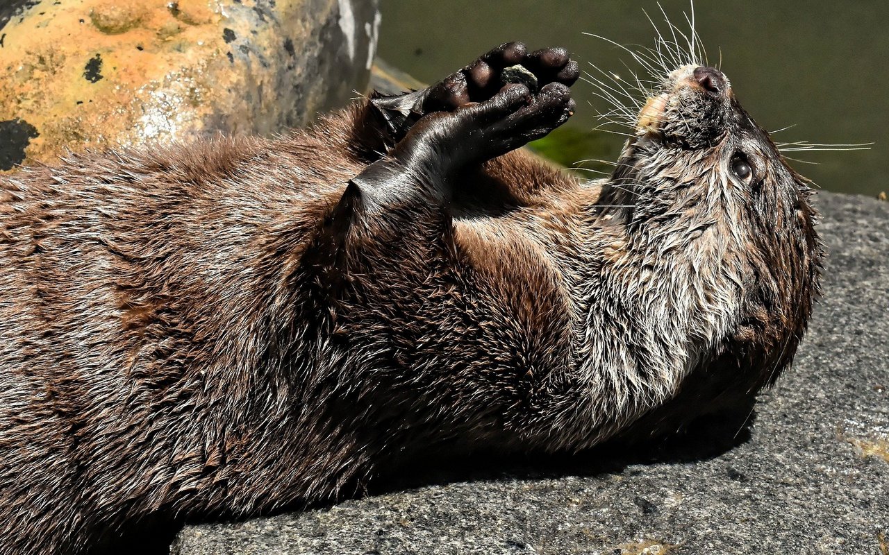 Ein Otter mit seinem Lieblingsstein.