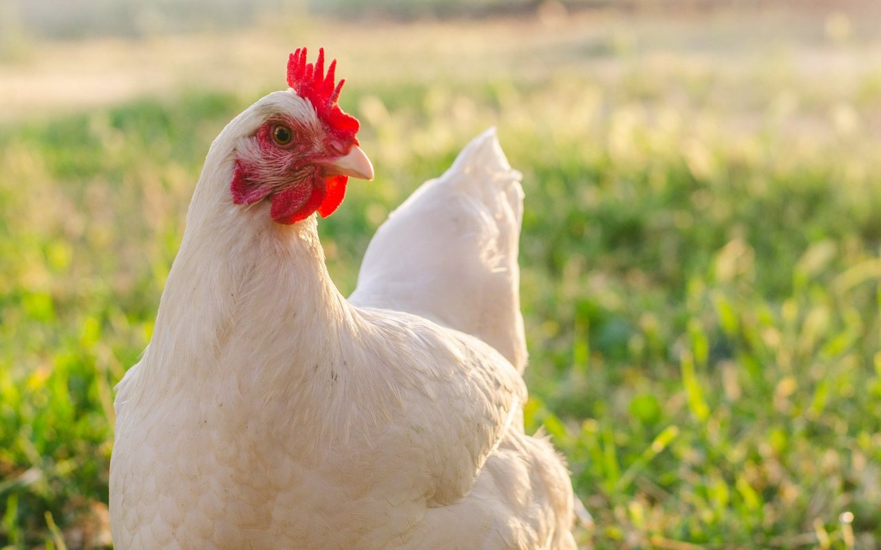 Hausgeflügel sollen geschützt werden. 