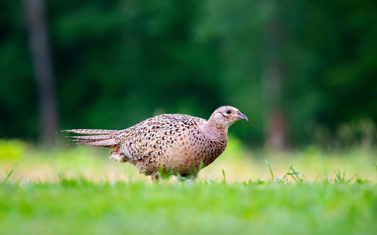 Weibliche Fasane tragen ein bräunliches Federkleid.