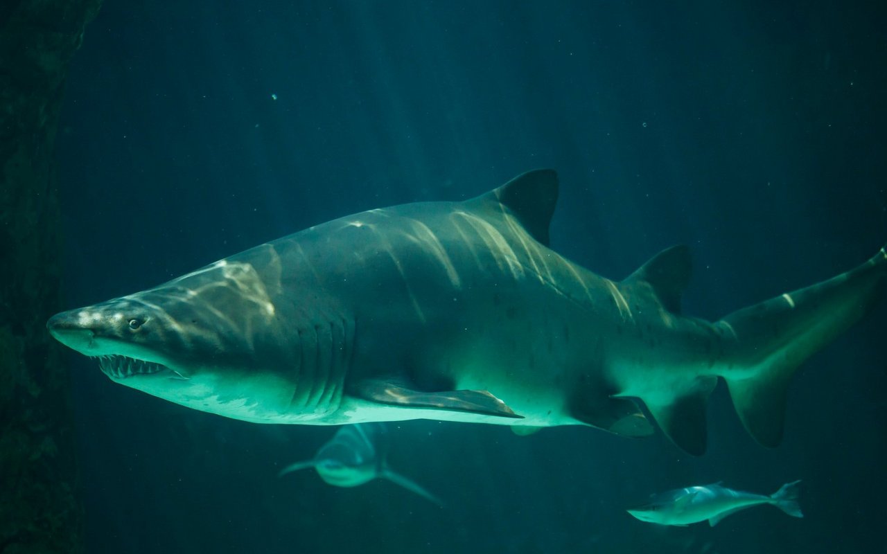 Sandtigerhaie sind vom Aussterben bedroht. 