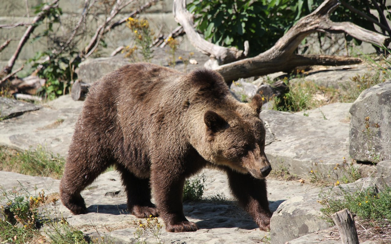 Der Bär hat eine grosse Bedeutung für die Menschen der Stadt Bern.